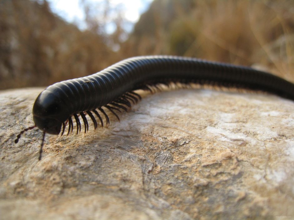 Гигантский кивсяк Archispirostreptus Gigas