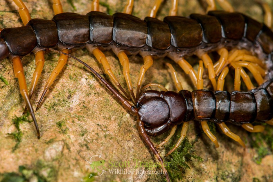 Многоножка Millipede