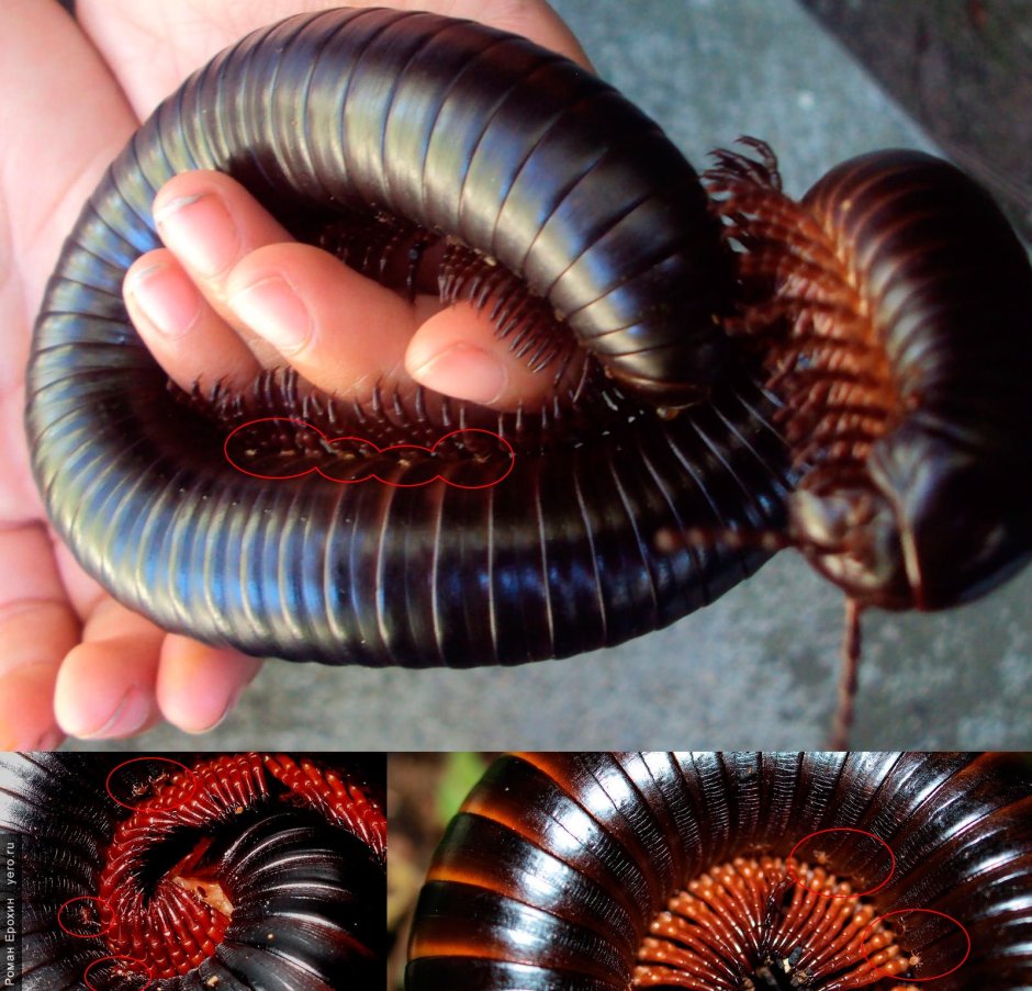 Многоножка Millipede