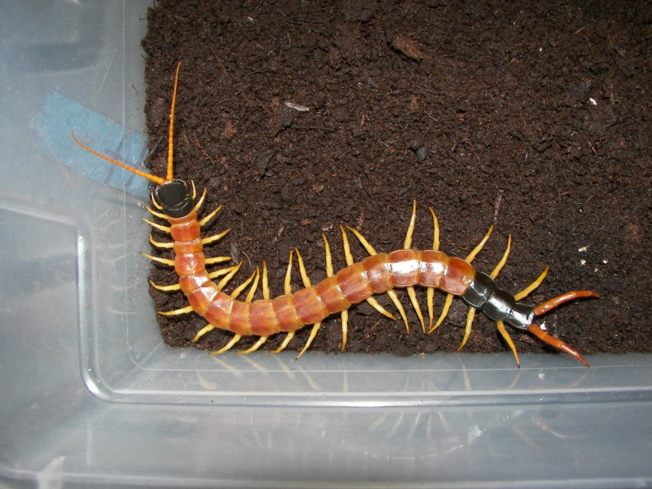 Гигантский кивсяк Archispirostreptus Gigas