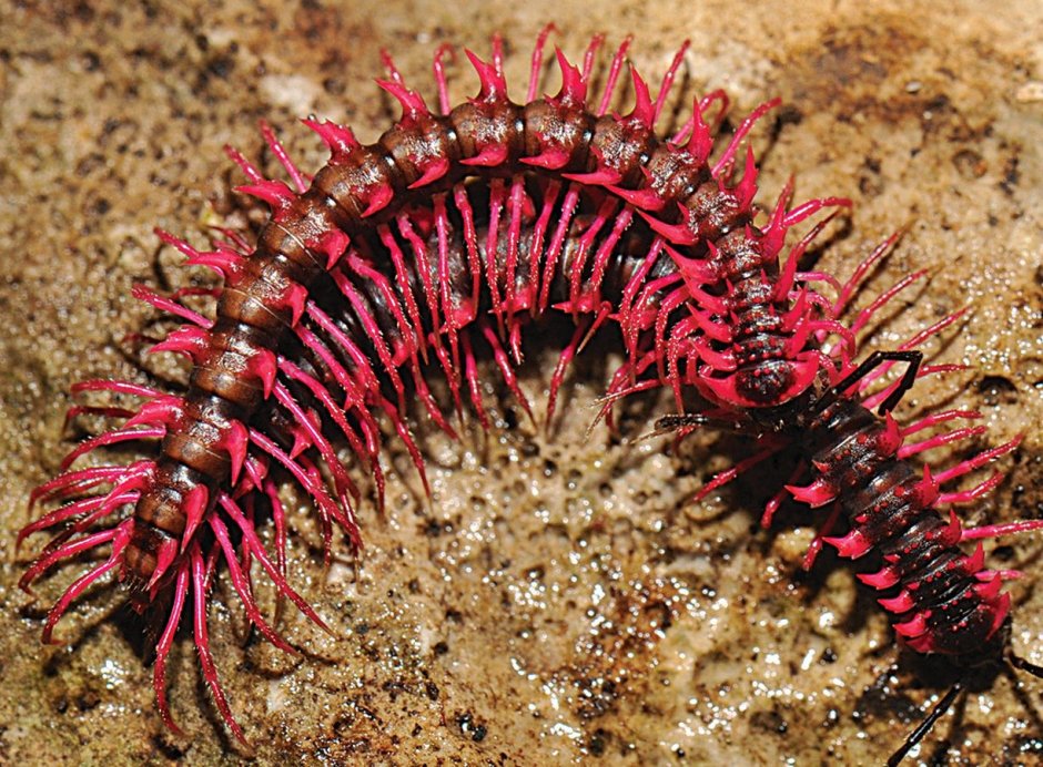 Кивсяка Гигаса (archispyrostreptus Gigas)