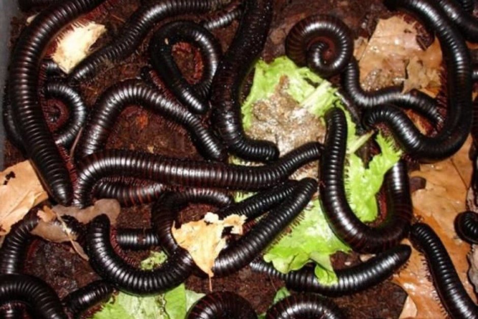 Гигантский кивсяк Archispirostreptus Gigas