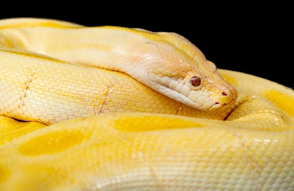 Yellow Snake photo Top view