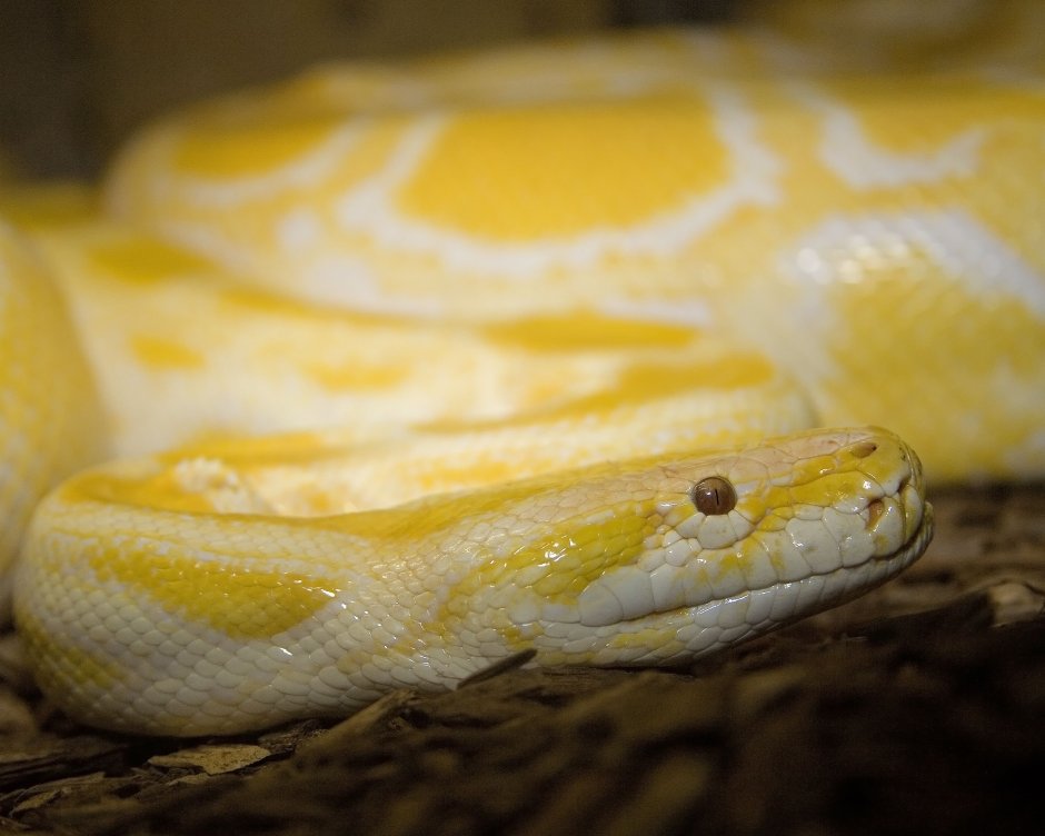 Yellow Snake