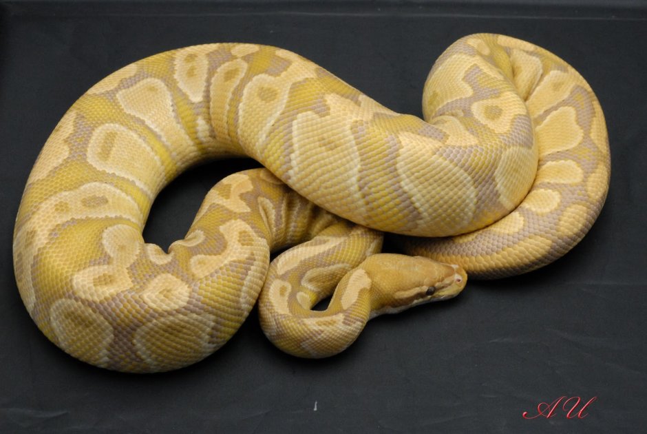 Сетчатый питон Albino