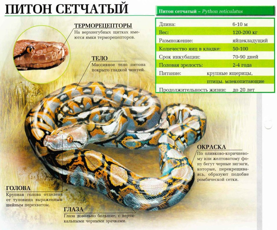 Сетчатый и тигровый питоны