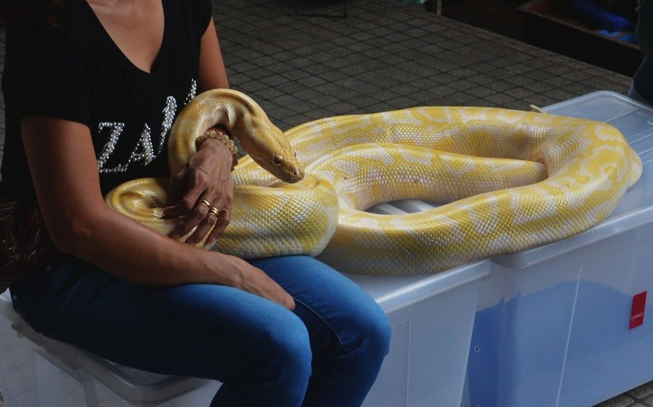 Сетчатый питон Albino Stripe