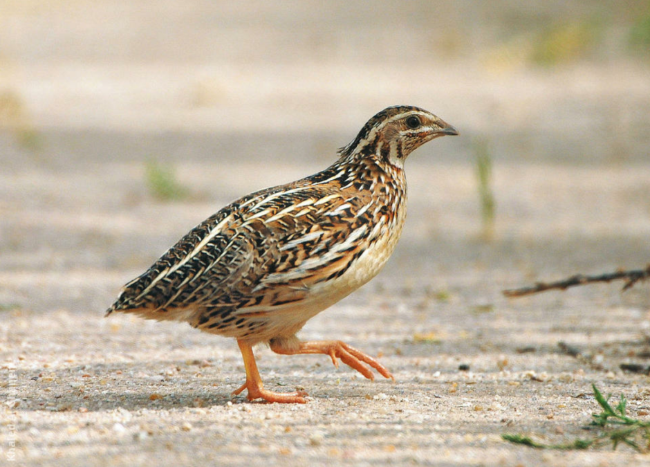 Серая куропатка (Perdix Perdix)