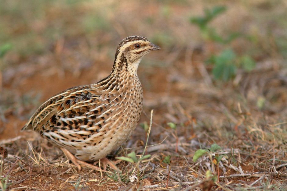 Coturnix Coturnix