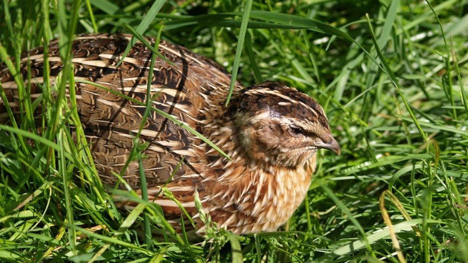 Перепел обыкновенный перепел Coturnix Coturnix
