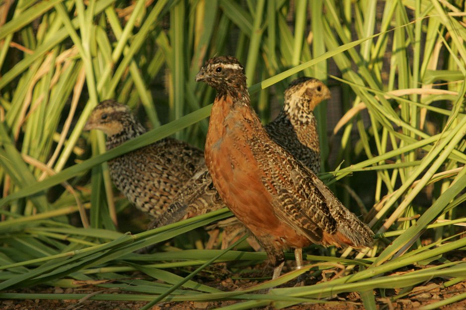 Перепел обыкновенный Coturnix Coturnix