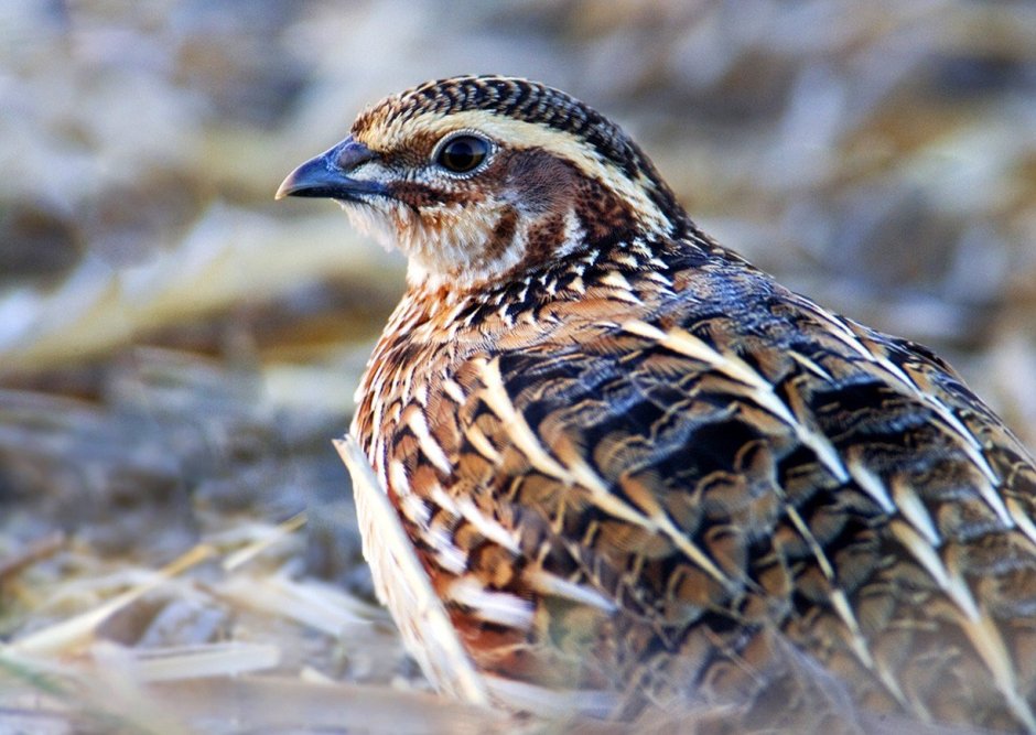 Перепел обыкновенный Coturnix Coturnix
