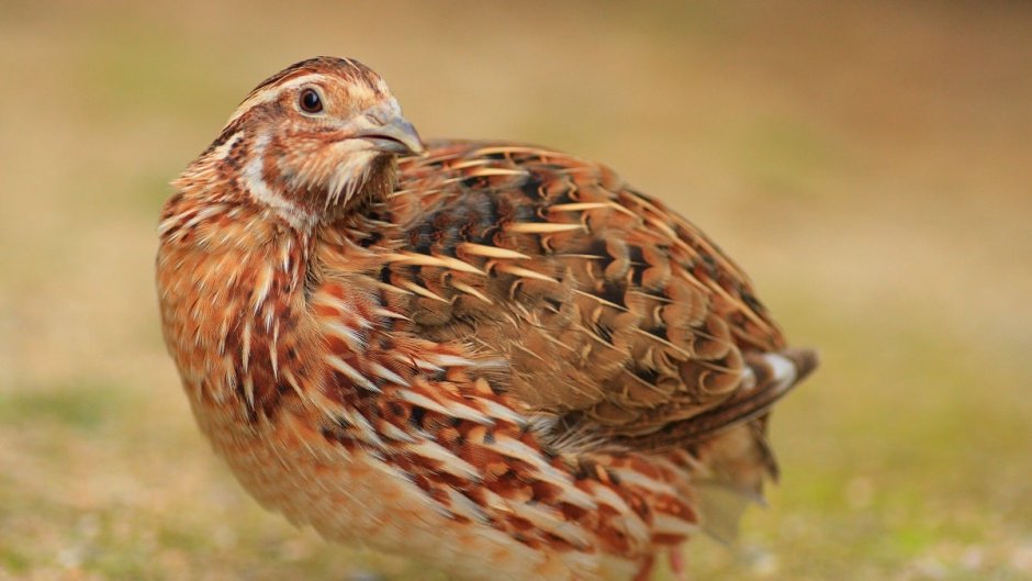 Перепел обыкновенный Coturnix Coturnix