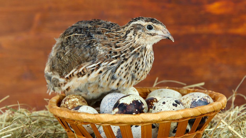 Перепел обыкновенный Coturnix Coturnix