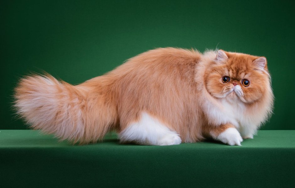 Манчкин длинношёрстный кошка