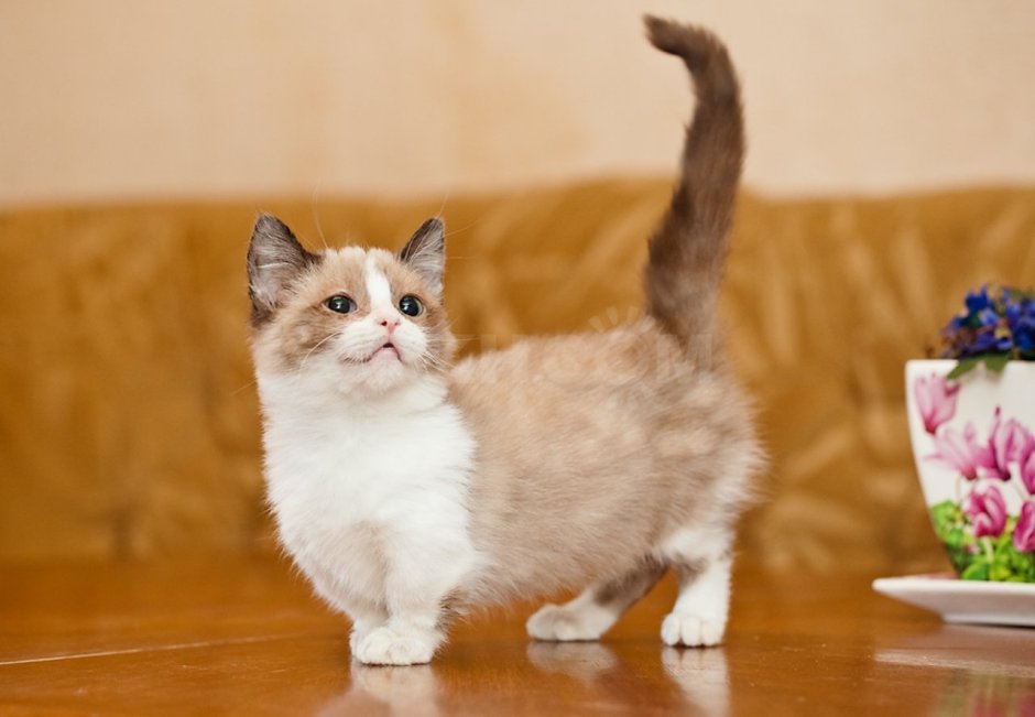 Манчкин котята