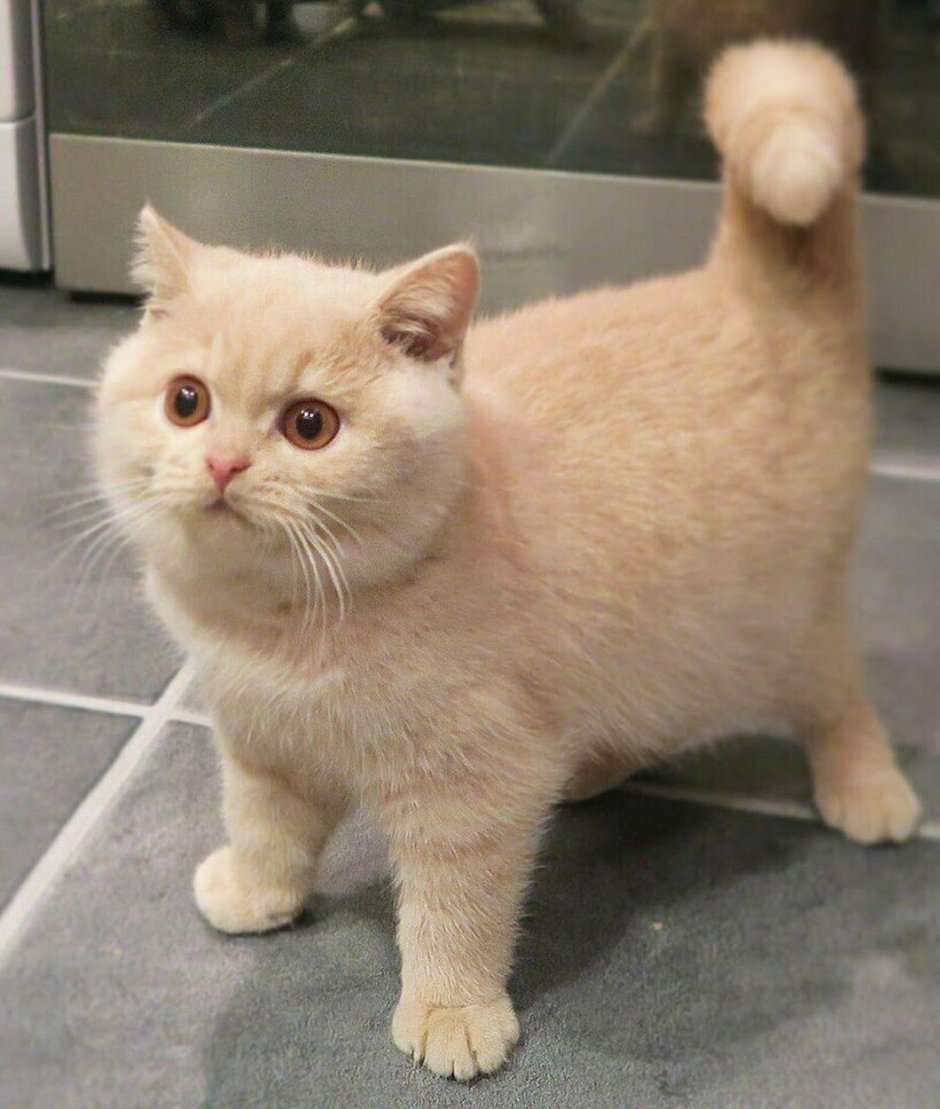 Манчкин импосибл