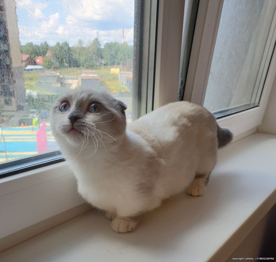 Манчкин вислоухий