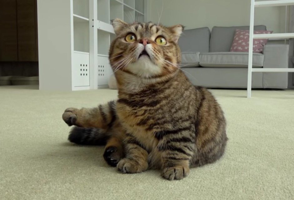 Манчкин полосатый котенок