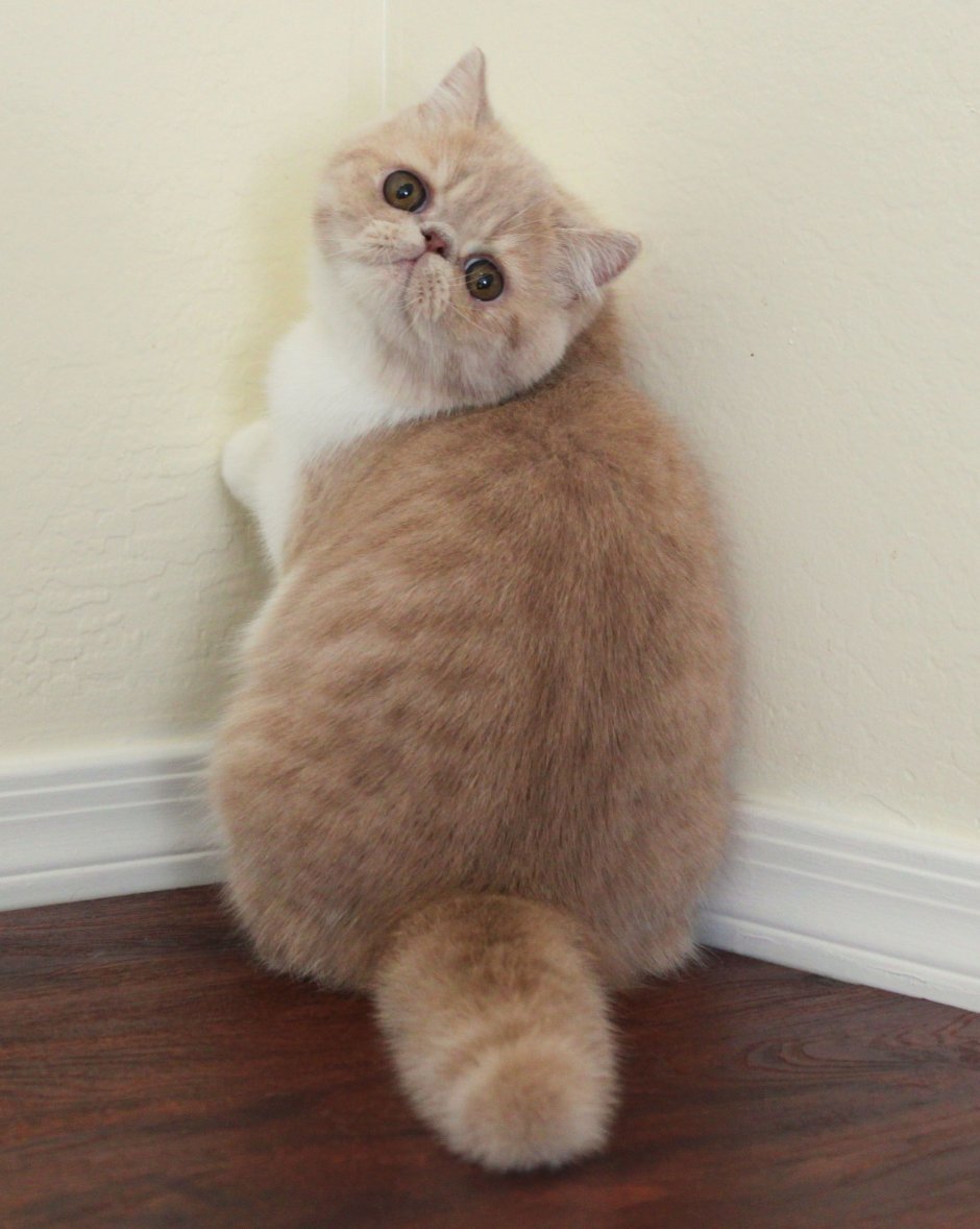 Скоттиш фолд Манчкин