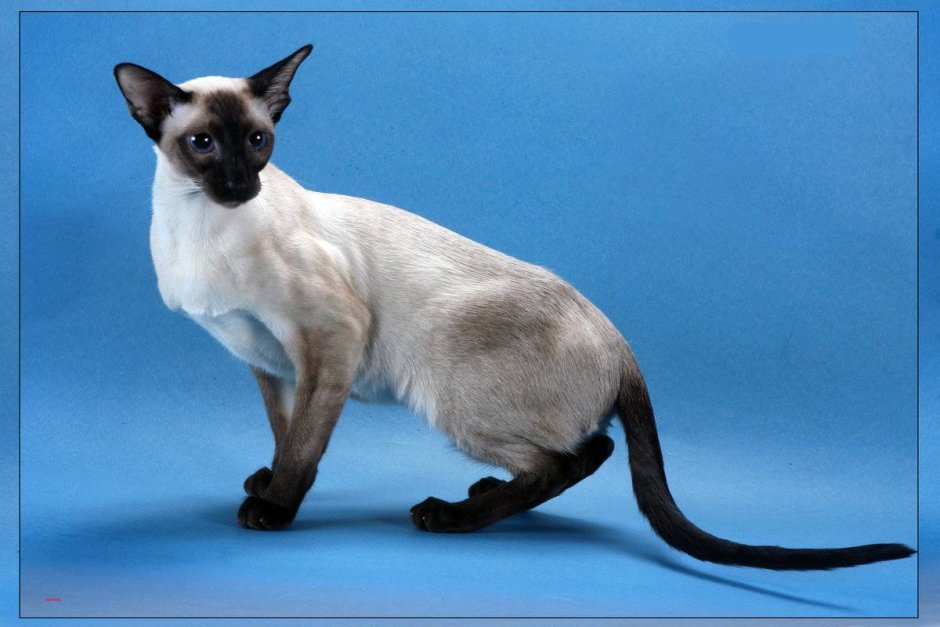 Абиссинская кошка фото