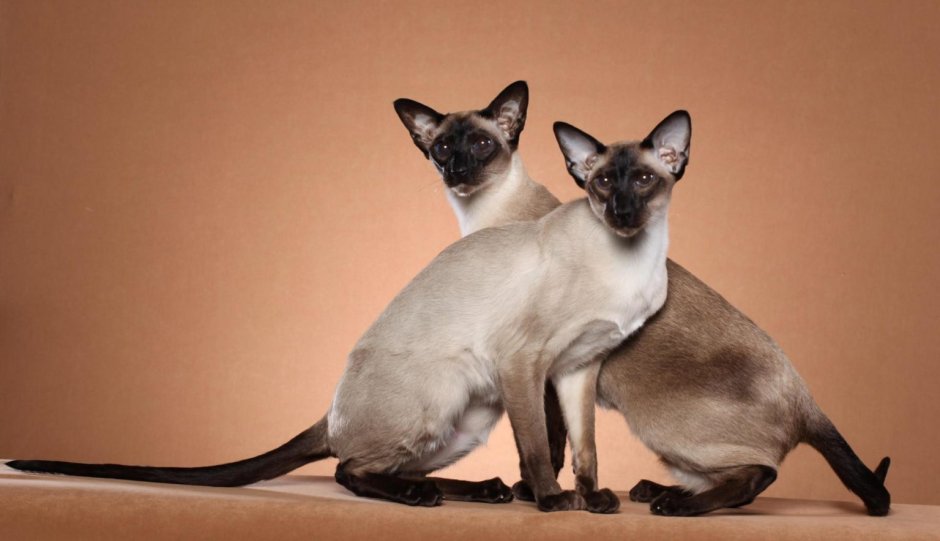 Сиамская кошка
