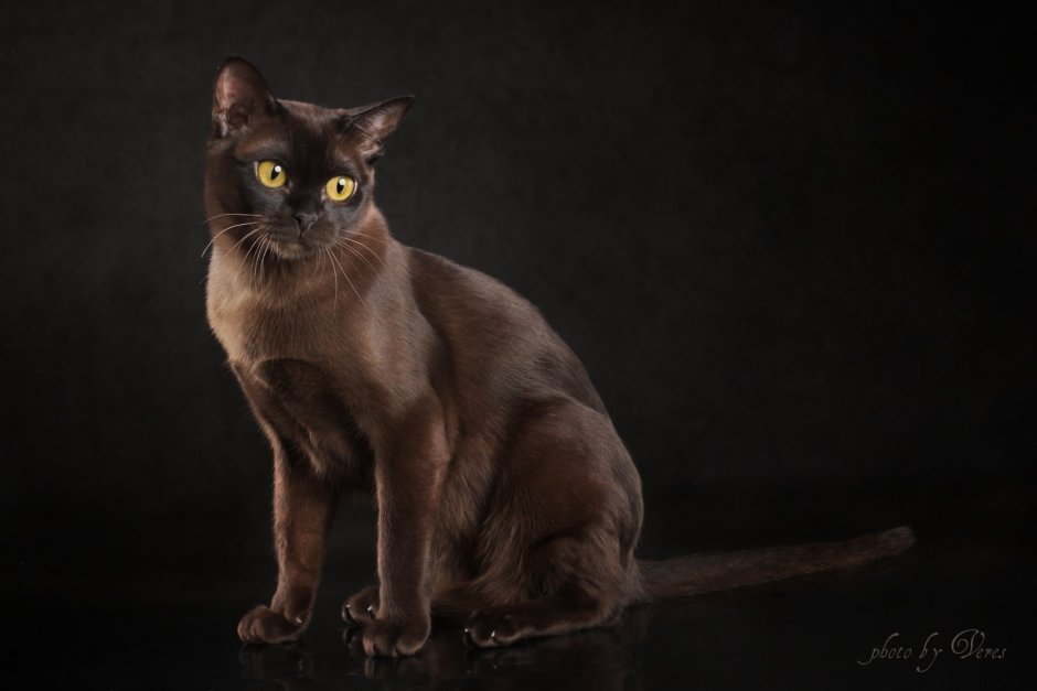 Cat in Video chat