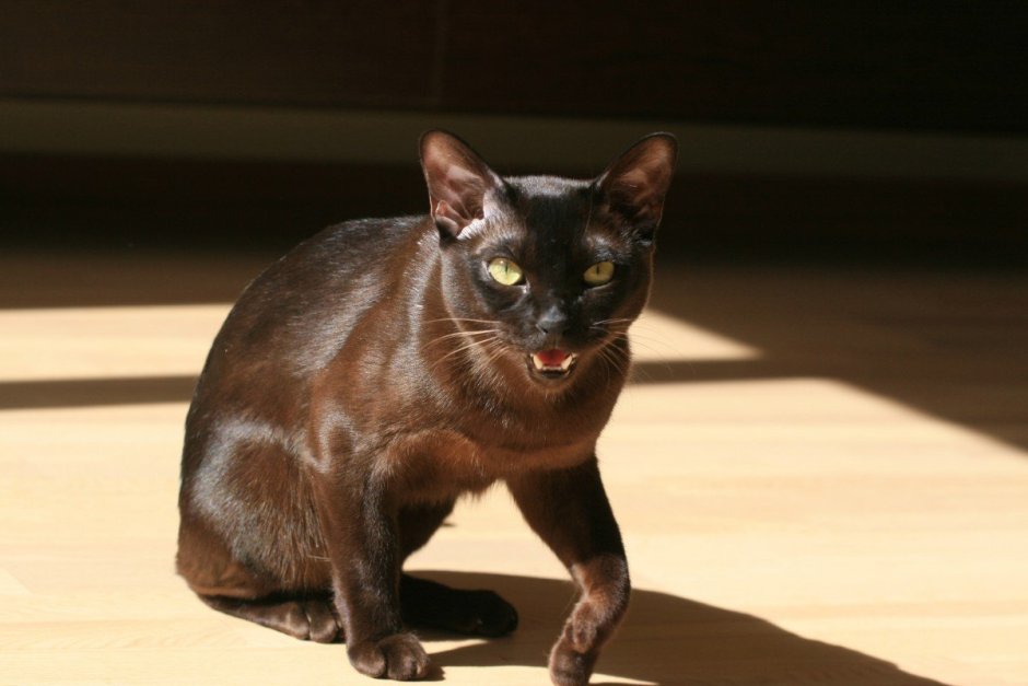 Сиамский кот Ориентал