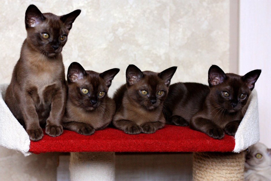 Бургундская кошка