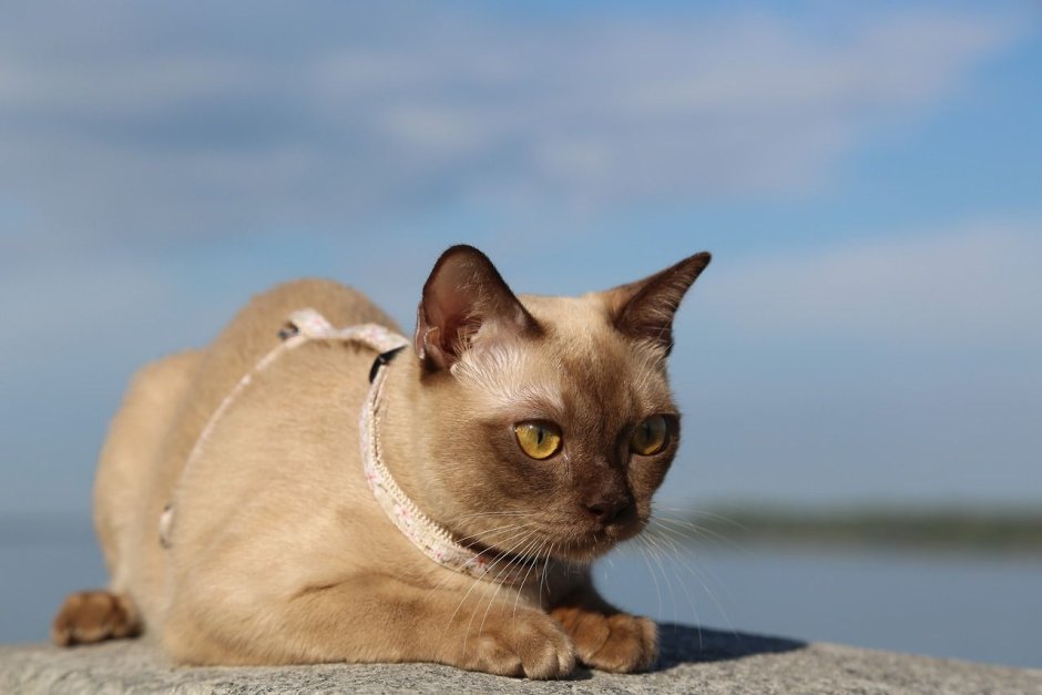 Бурманская кошка цвета