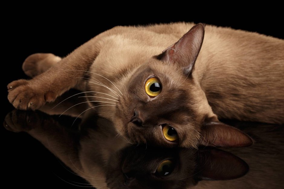 Балинезийская кошка короткошерстная