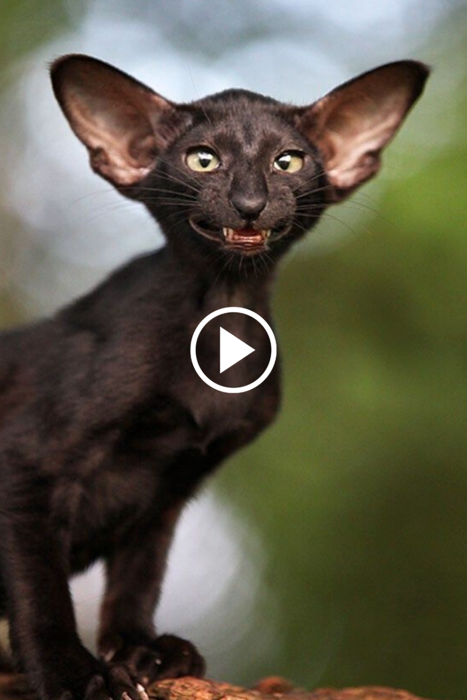 Бурманская кошка котята
