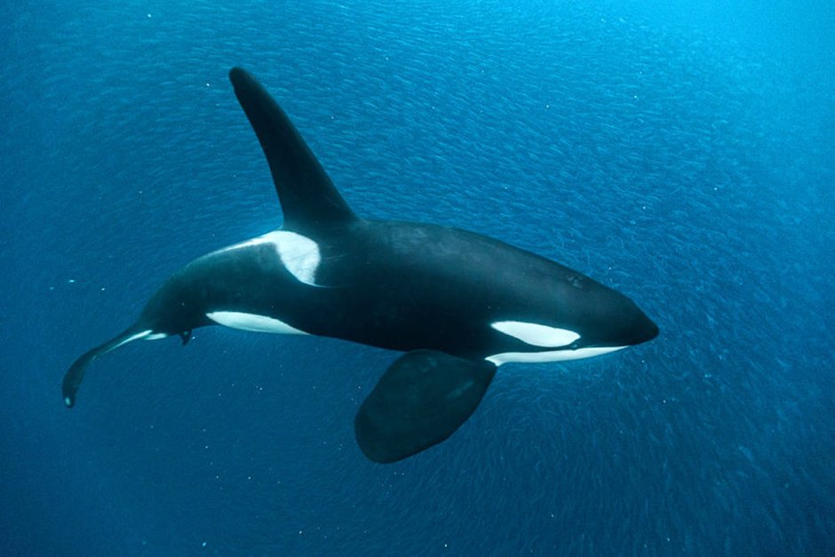 Красная книга косатка Orcinus Orca
