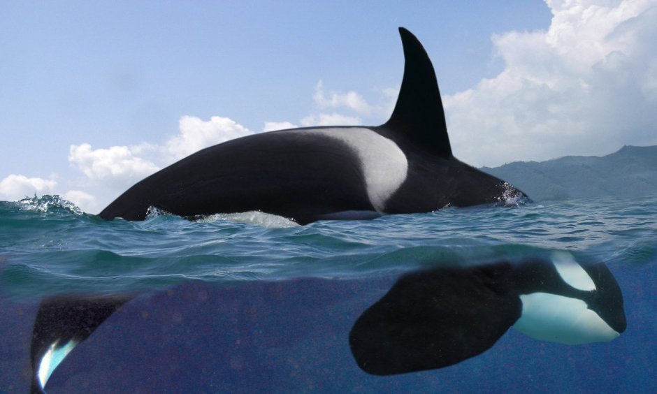 Orcinus Orca коса́тка Orca Killer Whale