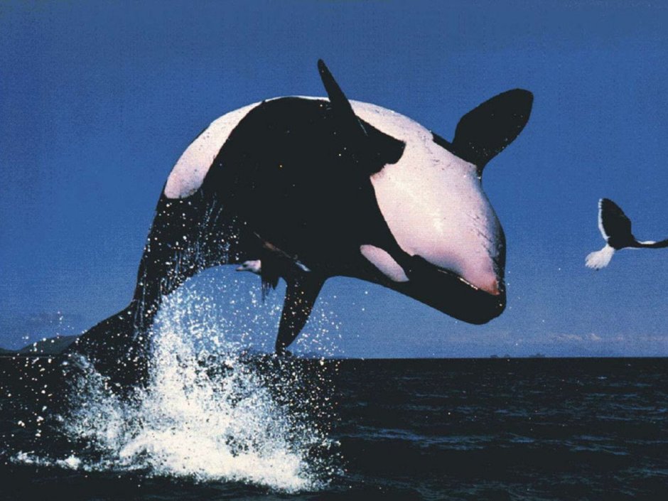 Косатка Orcinus Orca
