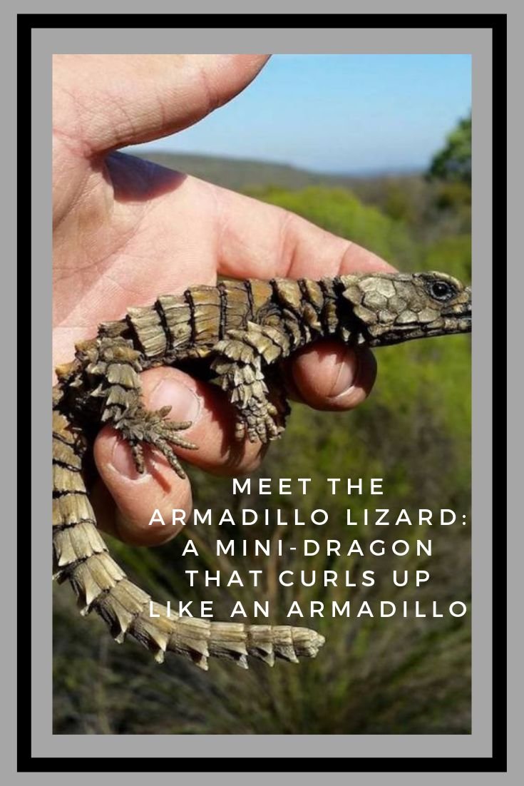 Армадилло поясохвост