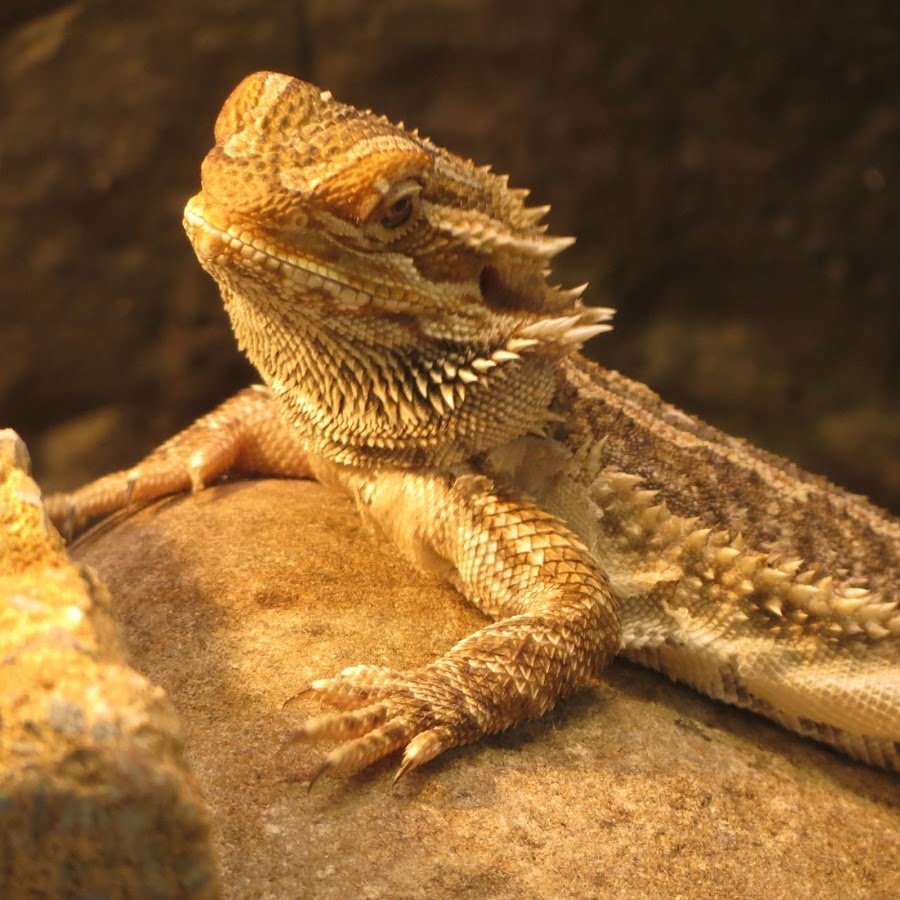 Бородатая агама дракон