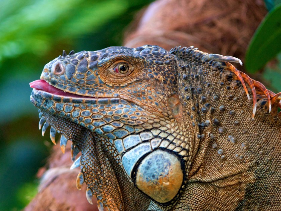 Комодский Варан игуана
