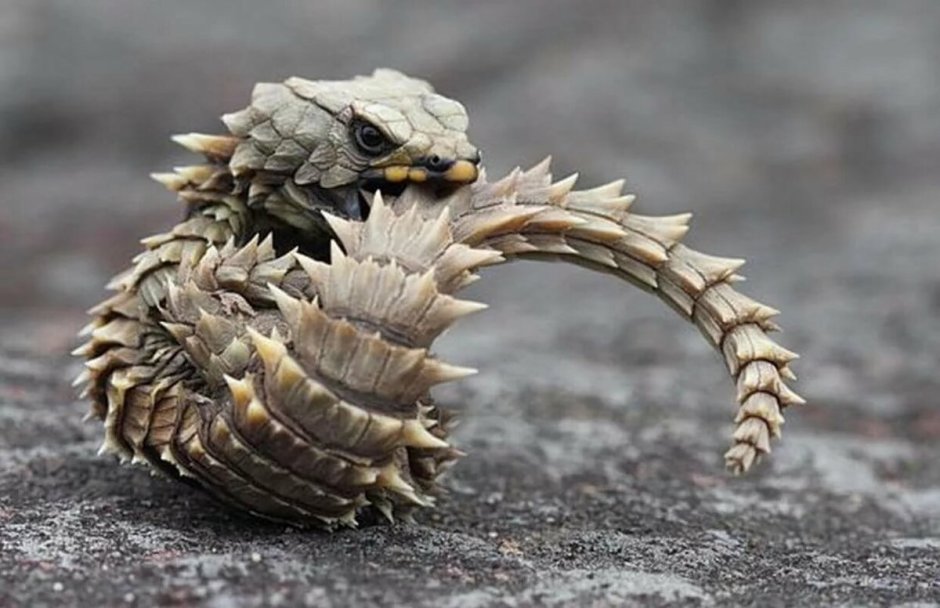 Ящерица поясохвост