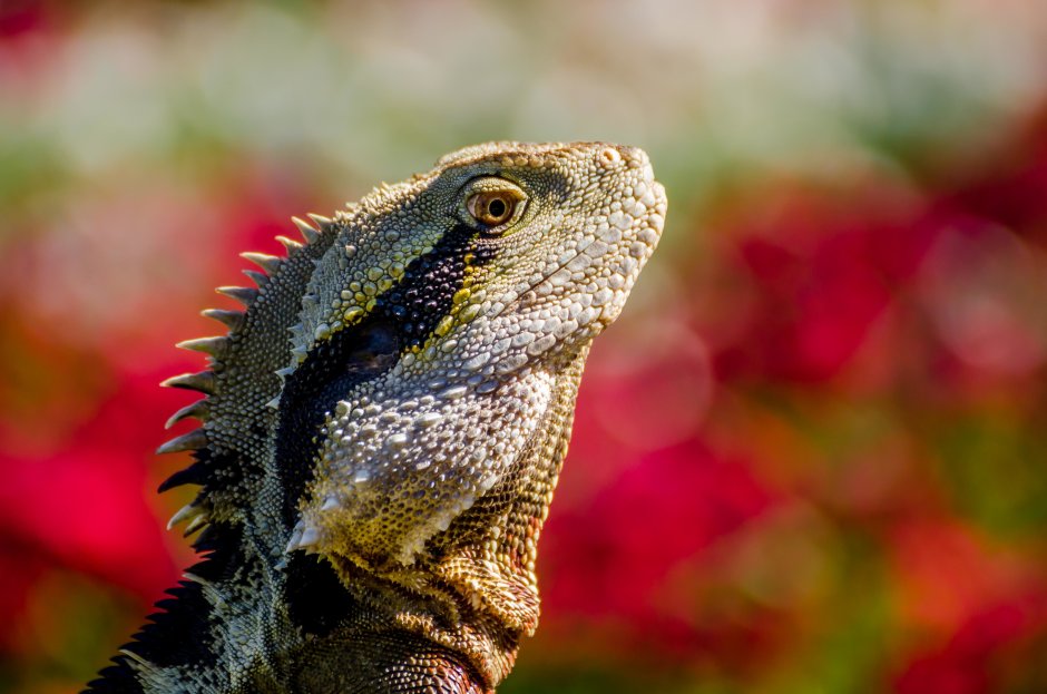 Скальная ящерица Браунера