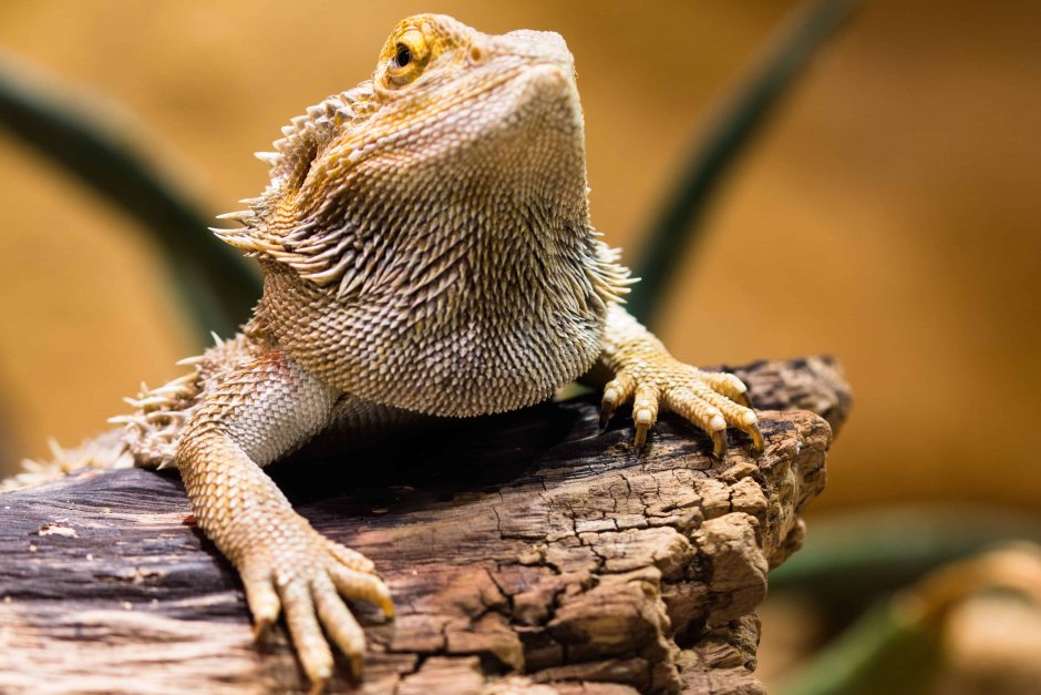 Геккон бородатая агама