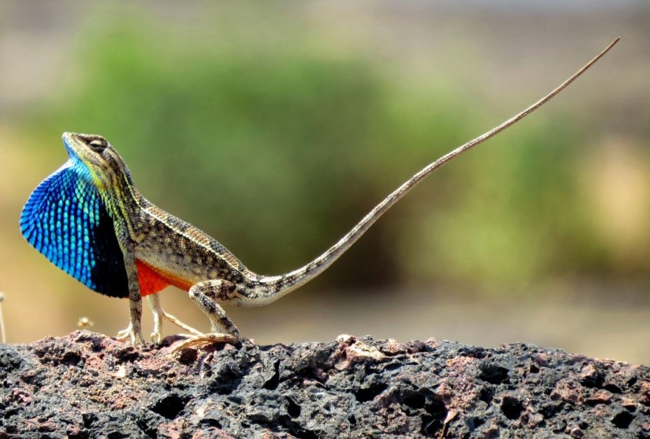 Геккон стенной Африканский