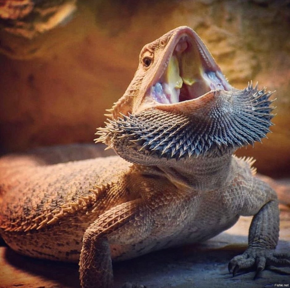 Ящерица бородатая агама