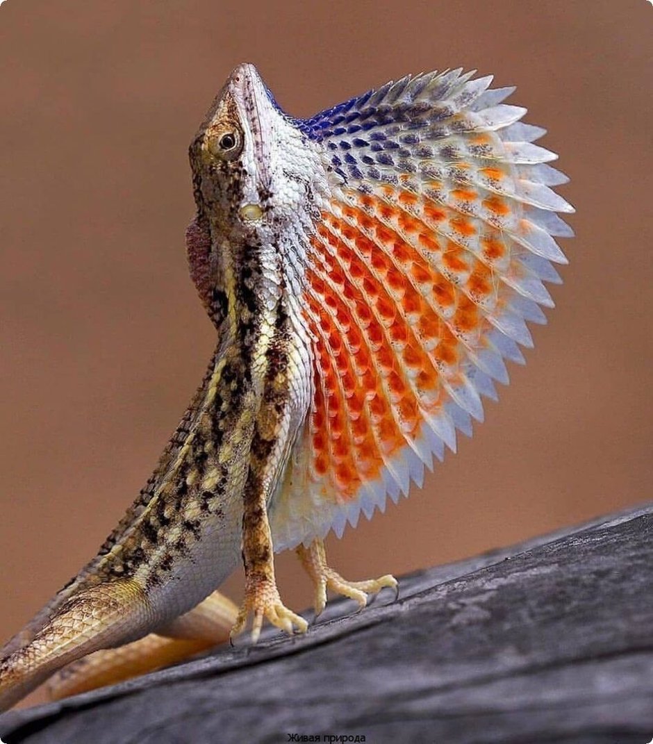 Ящерица древесная Аброния