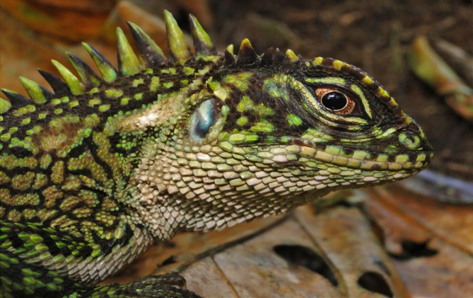 Ящерицы Геншин