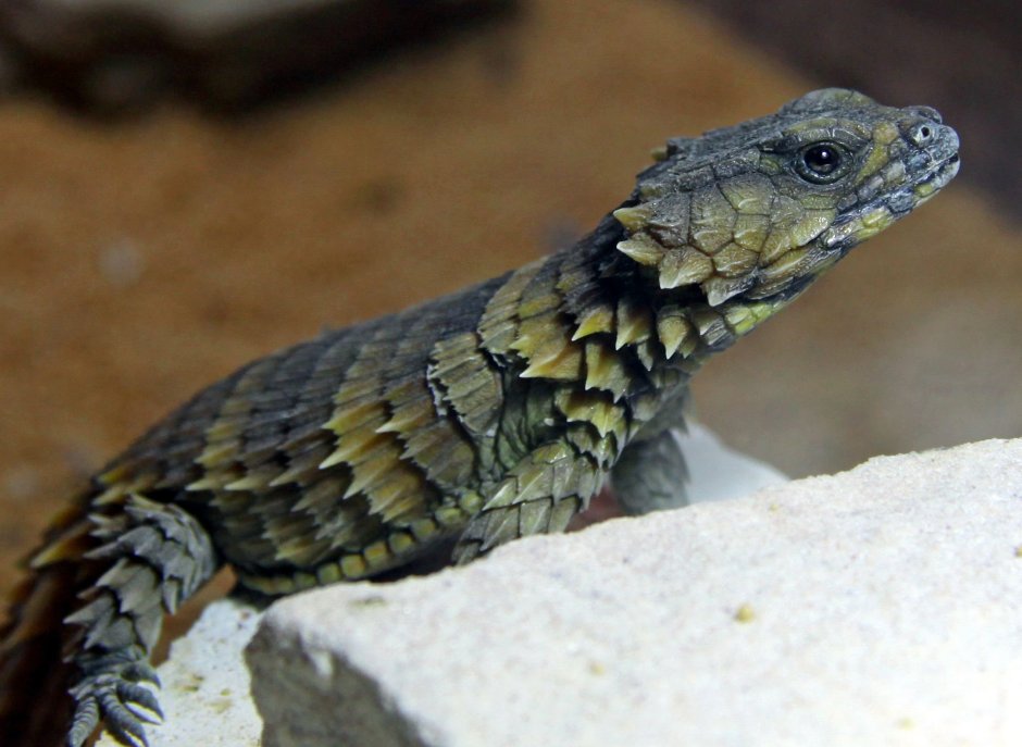 Бородатая агама красная