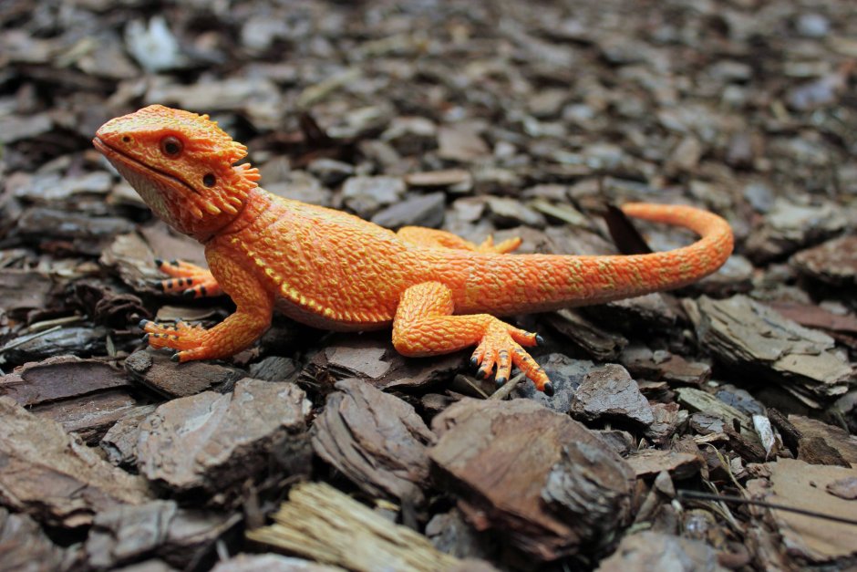 Ящерица дракон