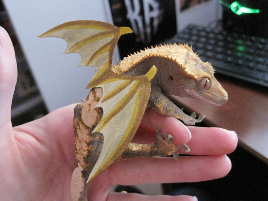 Дракон геккон эублефар