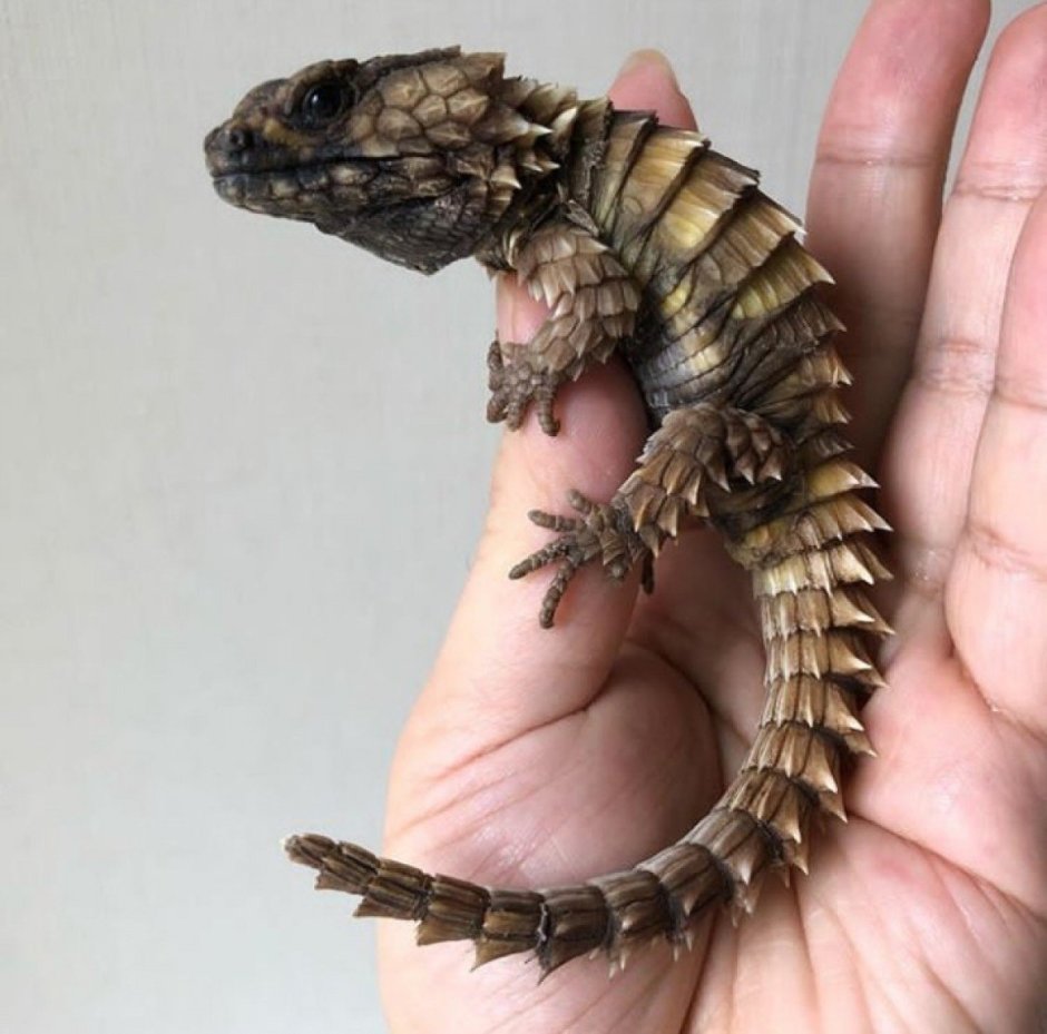 Ящерица дракон эублефар