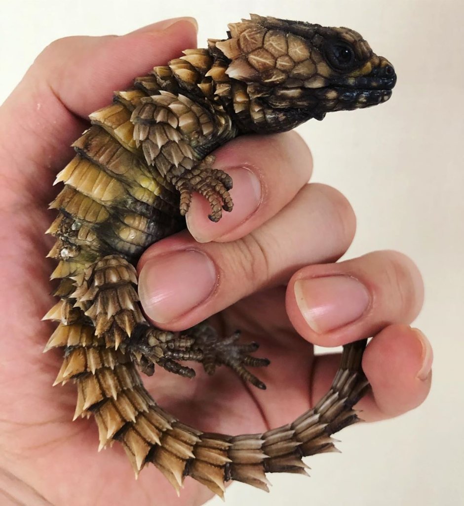 Голубая Аброния